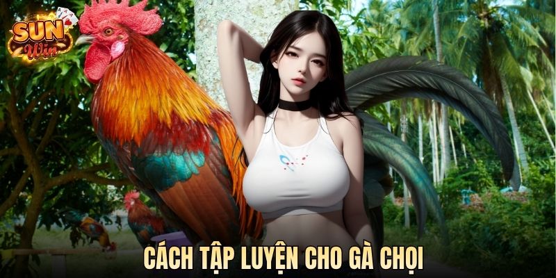 Cách Tập Luyện Cho Gà Chọi Chuẩn Chuyên Gia Tại SUN WIN
